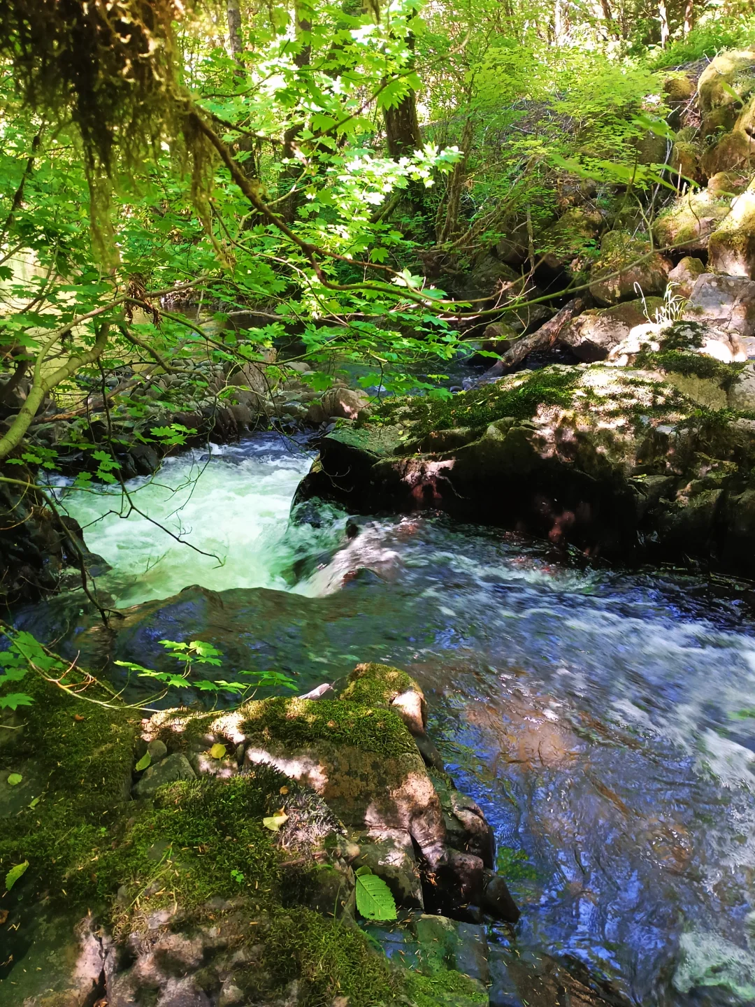 Rushing river through a lush Pacific Northwest forest