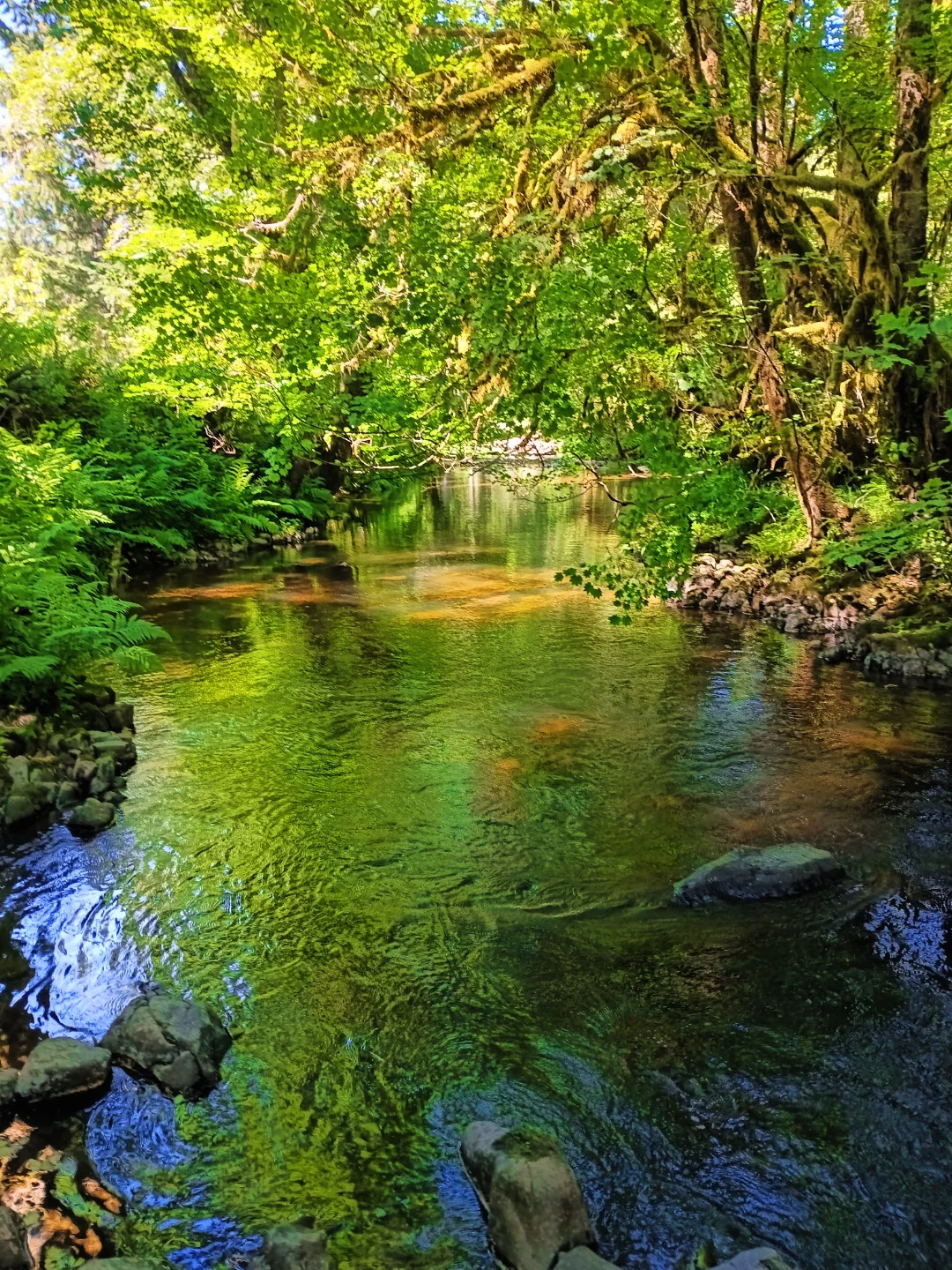 Rushing river through a lush Pacific Northwest forest